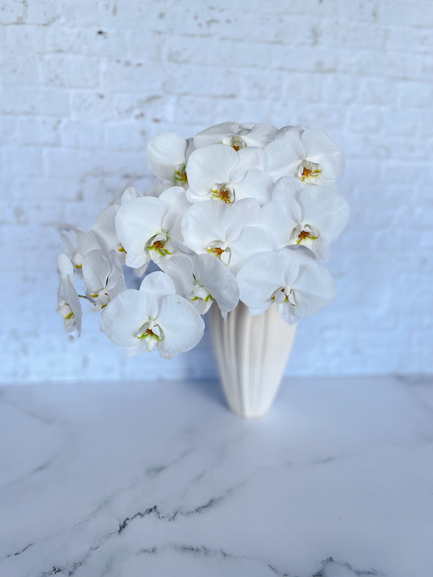 Phalaenopsis Elegance