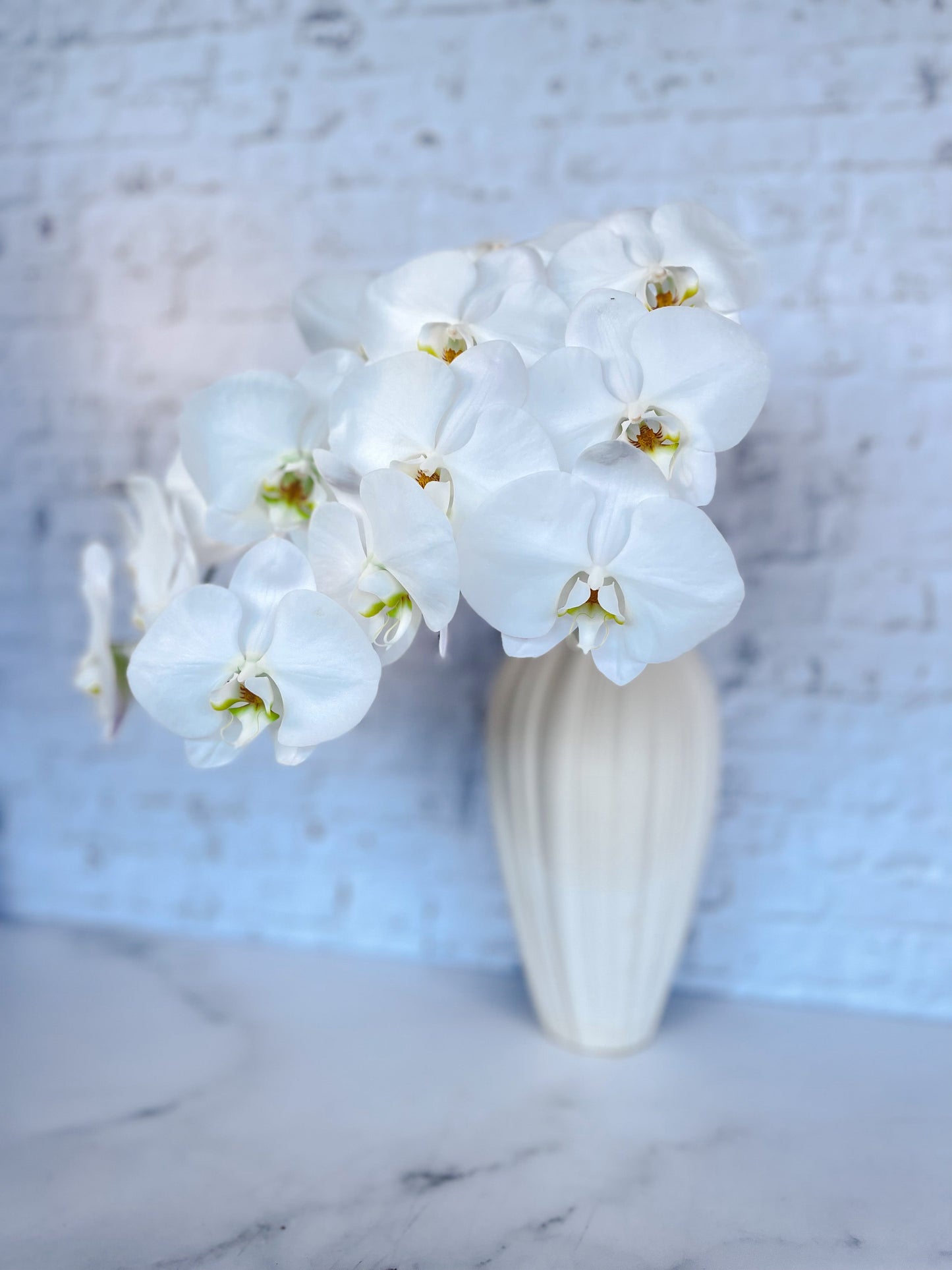 Phalaenopsis Elegance